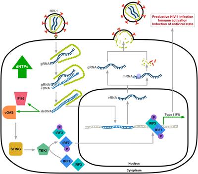 The Dynamic Interplay between HIV-1, SAMHD1, and the Innate Antiviral Response